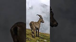 ANIMAIS EXTINTO EP7 Ibex dos Pirineus Capra pyrenaica pyrenaica [upl. by Bessie]