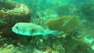 Diving Dominican Republic Viva Dominicus Beach [upl. by Daub166]