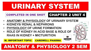 Unit 3 Urinary System Complete kidney  Nephron  Physiology of Urine Formation  Hap 2nd Semester [upl. by Pren]