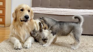 Golden Retriever and Husky Puppy React to Fluffy Kitten for the First Time [upl. by Ariahaj527]