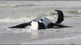 Male Orca washes up on the beach of Koksijde  De Panne and dies  Belgium  October 29 2023 [upl. by Chelsy]