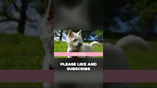 Terrier Dog Breeds List [upl. by Opiuuk]