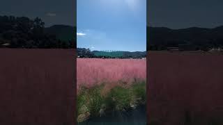 Pink muhly grass ❤️ [upl. by Nylatsirhc697]