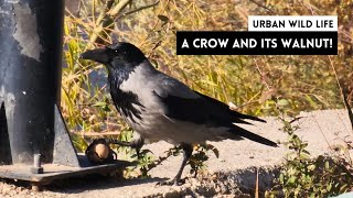 A Crow and Its Walnut Following the Bird from Feast to Flight [upl. by Inoliel641]