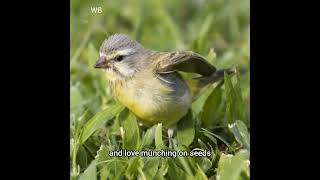 Discover the YellowFronted Canary Natures Melodious Gem [upl. by Terryl]