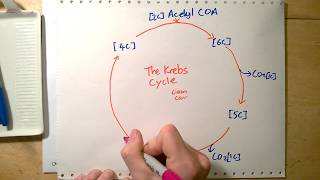 What is the point of the Krebs cycle [upl. by Yeslrahc]