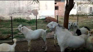 Goat farming in palnpur [upl. by Melania346]