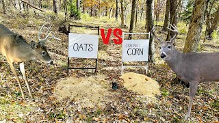 Trail Camera Oats VSCracked Corn What do Deer Like Better [upl. by Anirbys]