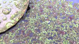 Carolina Fairy Moss  Azolla caroliniana  Floating Pond Plant [upl. by Sharona]