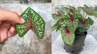 Tips for propagating Caladium Bicolor plants with leaves in water [upl. by Hertha795]