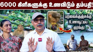 6000 கிளிகளுக்கு உணவிடும் தம்பதி  Parrot Sudharsan  parrot Chennaibirds [upl. by Idas8]