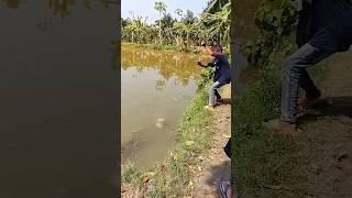 Amazing Rural Fly Fishing Moments In Pond fishing flyfishing flyfishingaddict fishingvideos [upl. by Aneehsram]