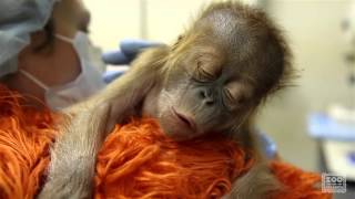 Caring for a newborn orangutan baby [upl. by Nesyla]