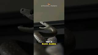 Black Mamba  The Deadliest Snake On Earth [upl. by Smeaj947]