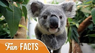 10 Fun Facts About Koalas [upl. by Pepin639]