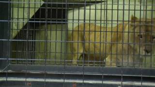 Lion in Cage Pacing Back and Forth Kyoto City Zoo 2010 [upl. by Scurlock919]