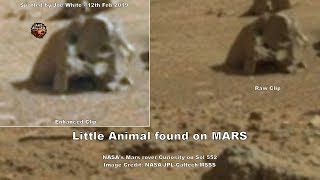 Little Animal found on MARS  Is this a sculpture  ArtAlienTV [upl. by Hitoshi]