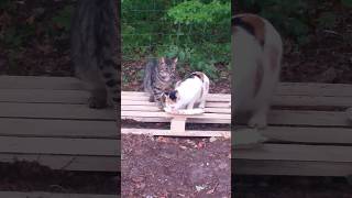 shortscats cats feeding place Misdroy Poland stray cats🐱🐱❤️ [upl. by Enaxor37]