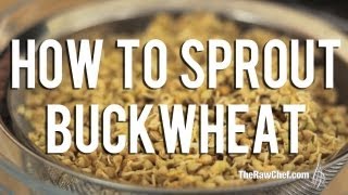 How to Sprout Buckwheat [upl. by Annagroeg]