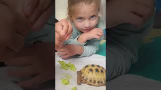 Trunky the Horsefield Tortoise and family part 1 shorts happy cute family animals [upl. by Hgielac]