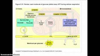 Glicolisi  respirazione cellulare [upl. by Nnylecoj290]