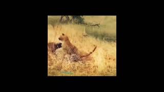 Cheetah vs warthog evil fight [upl. by Noyart]