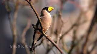 【200天籟鳥音桑鳲黃嘴雀】15分鐘15 min 桑鳲的叫聲Sound of Japanese Grosbeak [upl. by Alleinad]