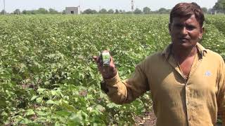 Cotton crop pests and diseases control with Kish organic fertilizer [upl. by Eudo]