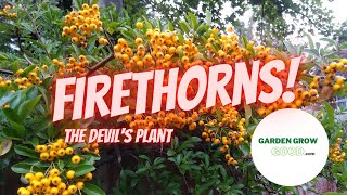 How to Propagate Pyracantha Firethorn – With Results [upl. by Imeon]