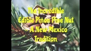 The Incredible Edible Pinon Pine Nut  A New Mexico Tradition [upl. by Kcolttam]