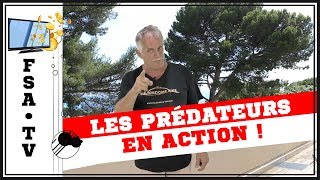 Les prédateurs en action [upl. by Yramanna]