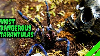 Top 10 Most DANGEROUS Tarantulas [upl. by Fruin285]