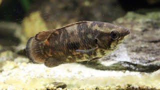 Species Profile Ctenopoma weeksii  The mottled Bushfish [upl. by Oates]