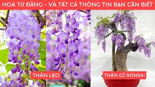 HOA TỬ ĐẰNG và Tất Cả Thông Tin Bạn Cần Biết  Lh 0968750386 [upl. by Hoashis948]