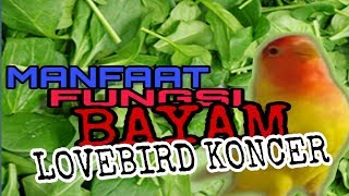 FUNGSI Bayam untuk Lovebird LOMBA [upl. by Idorb]