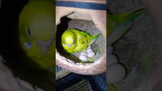 budgiebliss parrot ne to intne saare anade superbparrot anmialover budgiesparrots shortvideo [upl. by Sukramal544]