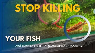 8 Mistake That Cause Aquarium Fish To Die How To Fix Them [upl. by Adnamas]