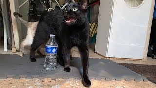 Cat vs Bottle Cap Challenge [upl. by Annairt]