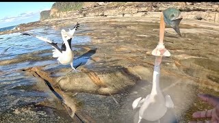 Fun fishing Sydney Avoca [upl. by Panayiotis]