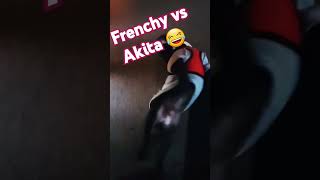 Akita vs Frenchy [upl. by Avirt]