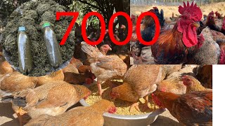 Full video how to care for 7000 freerange chickens in winter  chicken farm  poultry farming [upl. by Boleyn]