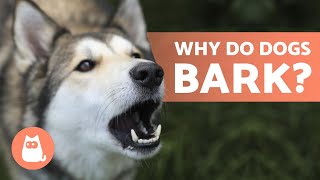 10 Reasons Why Dogs BARK 🐶 Dog BARKING Explained [upl. by Artemahs]