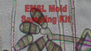 Mold Sampling Kit Instructions from EMSL Analytical [upl. by Selia]