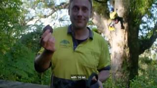 Seed Collection  Collecting Kauri Cones [upl. by Sileray]