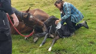 Ronas birth httpswarmbloodsalescomhorserippletime 53021 WildestExpectFarm7837 [upl. by Yuk775]