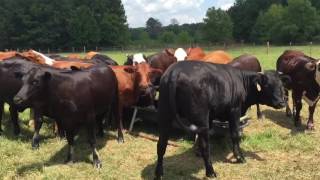 Brangus amp Braford Bred Heifers for sale in Mississippi [upl. by Suoivatra]