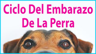 🐶 EMBARAZO EN LAS PERRAS 🐶 ¿Cuánto Tiempo Están Las Perras Embarazadas Antes De Dar A Luz 🐾 [upl. by Elledoj]