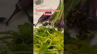 LAST HARVEST BEFORE FROZEN trending garden gardening london organic vegetables shorts trend [upl. by Leopoldeen]