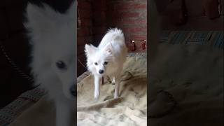 Indian spitz puppy🤗trending dogvideos indianspitz kids indianspitzpuppy cuteanimals cutepuppy [upl. by Hunfredo]