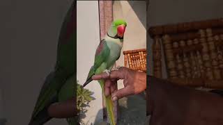 Alexandrine parakeet Parrot  Ringneck Talking Parrot [upl. by Phelia497]